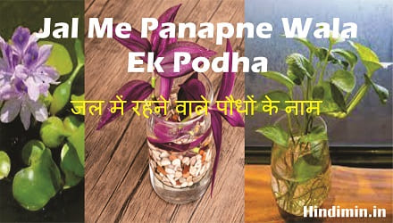 Jal Me Panapne Wala Ek Podha | जल में रहने वाले पौधों के नाम