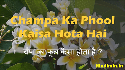 Champa Ka Phool Kaisa Hota Hai
