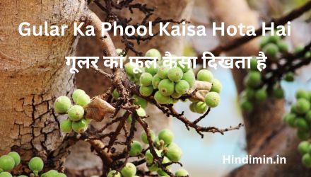 Gular Ka Phool Kaisa Hota Hai | जानिए गूलर के फूल कैसे होते है
